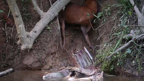 Dhole-Oder-Asiatischer-Wildhund-Cuon-Alpinus,-Khao-Yai-Nationalpark,-Thailand