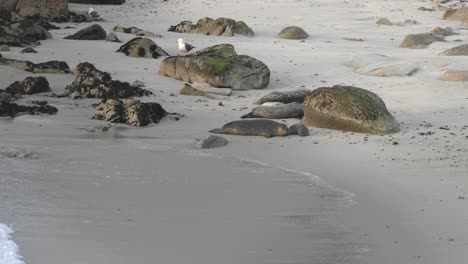 Newborn-harbor-seal-pup-still-has-its-umbilical-cord-intact-at-Hopkins-Beach-in-Monterey,-California