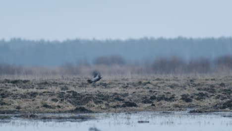 A-couple-of-crows-sitting-on-the-grass-near-puddle-flooded-meadow-in-early-spring