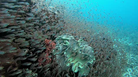Small-baby-fish-swarming-around-coral