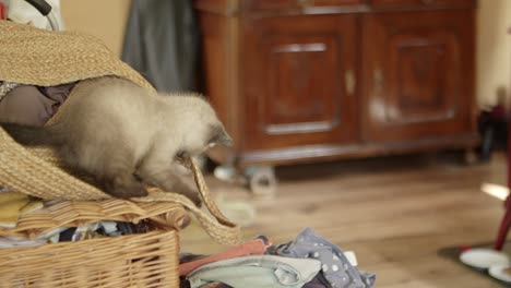 Ein-Kätzchen-Springt-Im-Eifer-Des-Spiels-Von-Einem-Korb-Auf-Einen-Wäschehaufen