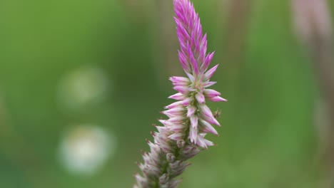 4k-close-up-of-reed-grass-flower