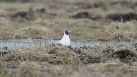 Black-headed-gull-walking-in-the-field-looking-for-food-eating-spring-migration