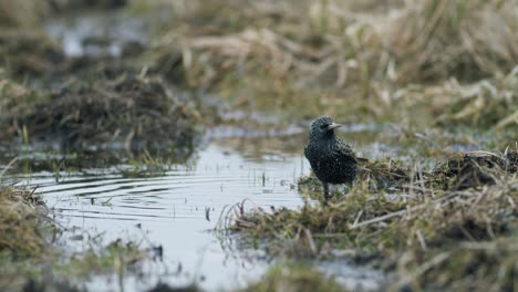 Common-starling-looking-for-food-in-grass-and-taking-bath-in-water-puddle