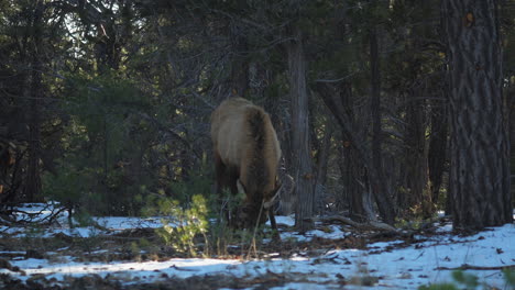 Wild-Elk-Foraging-On-Snow-Covered-Ground-At-Mather-Campground