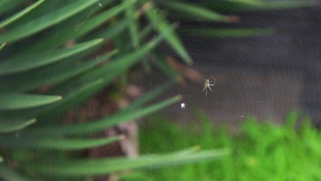 4k-Eine-Spinne-Mit-Ihrem-Netz