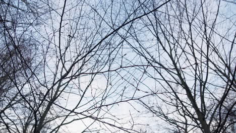 Delicate-buds-on-thin-branches-sway-against-the-sky