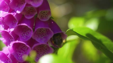 closeup-of-bumblebee-inside-a-pink-purple-foxglove-and-then-flying-out