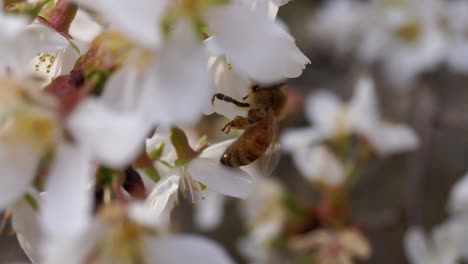 Side-view-of-honey-bee-collecting-nectar-from-a-cherry-blossom