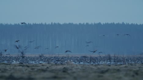 Geese-flock-during-spring-migration-in-early-morning-dusk-feeding-and-flying-on-the-field
