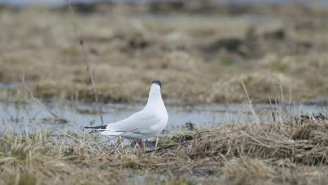 Black-headed-gull-walking-in-the-field-looking-for-food-eating-spring-migration