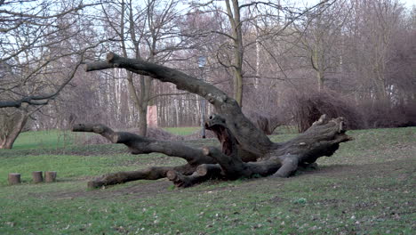 Tronco-Caído-De-Un-árbol-Viejo-Tendido-En-Los-Prados-Durante-El-Día-En-El-Parque-De-Aventuras-Kolibki,-Gdynia-Polonia