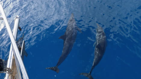 Delfines-Nadando-Y-Jugando-En-La-Proa-Del-Barco-En-Aguas-Azules-Tropicales-Claras,-60fps