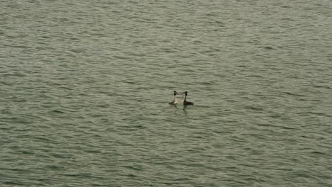 Ein-Paar-Haubentauchervögel-Beim-Wunderschönen-Rituellen-Schwimmen-Auf-Dem-See