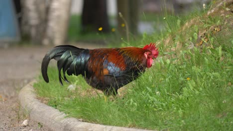Beautiful-rooster-feeding-on-grass-field-in-4k---handheld-medium-shot
