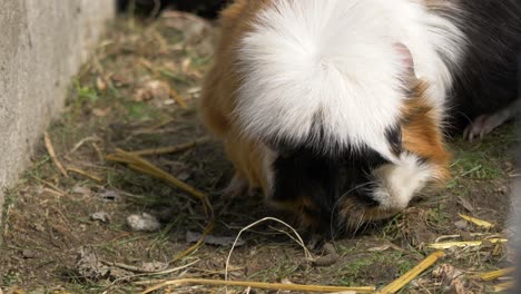 Close-up-of-cute-white-and-brown-guinea-pig-looking-for-food-4k