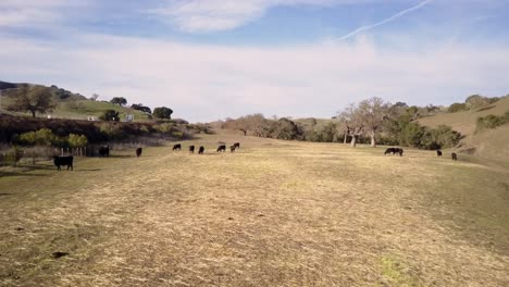 Aerial:-Black-Angus-cattle-herd-grazing-in-Californian-field,-dry-summer-grass