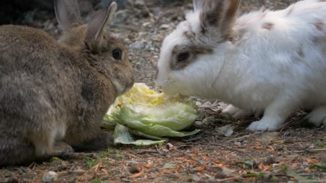 Two-cute-rabbit-pets-feeding-together-on-a-farm-in-Sweden