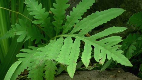 Close-up-of-fern-frond-in-garden