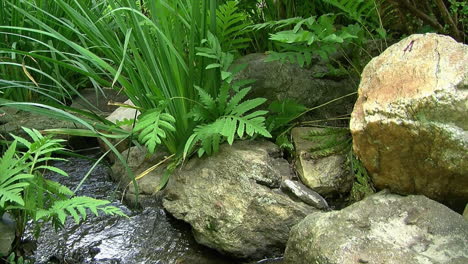 Rocks-and-ferns-on-edge-of-small-stream