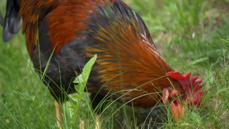 Close-up-of-European-rooster-in-4k---handheld-static-shot
