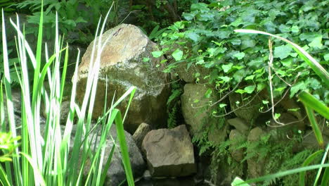 Ivy,-ferns-and-bulrushes-grow-around-old-stone-wall
