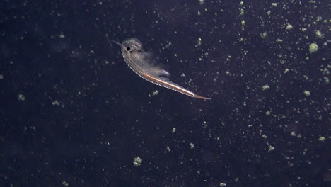 Close-up-of-"Sea-Monkey"-or-brine-shrimp-swimming-underwater
