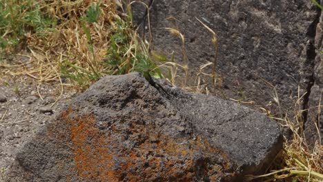 Wild-Armenian-wall-lizard-on-grey-rock-in-sunlight,-small-reptile-habitat