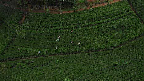 Local-pluckers-walking-through-lines-of-tea-plants-harvesting-fresh-leaves