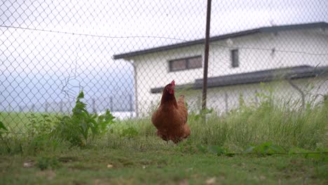 Single-chicken-inside-garden.-Free-range-open-space