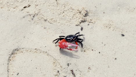 Male-fiddler-crab-on-beach,-crab-with-larger-red-major-claw,-closeup