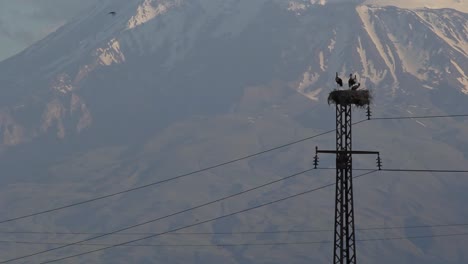 Cigüeñas-Blancas-En-Nido-En-Poste-Eléctrico-Y-Laderas-De-Monte-Ararat-Bajo-La-Luz-Del-Sol-Brumoso