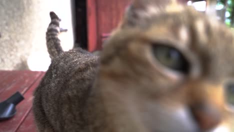 Slow-motion-close-up-view-of-curious-cat-coming-close-to-camera-and-sniffing