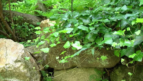 Ivy-growing-on-top-of-a-rock-wall