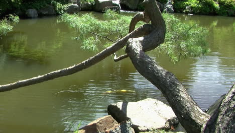 Schwenkschuss-Von-Goldenen-Koi,-Die-Im-Teich-Eines-Japanischen-Gartens-Schwimmen