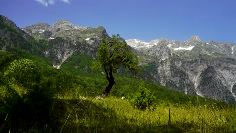 Alpine-mountains,-green-trees,-flowers-and-meadow-in-beautiful-panorama-of-north-Albania