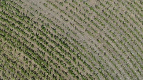 Top-Down-Aerial-View-of-Cornfield