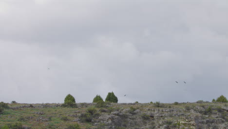 Griffon-Vultures-Flying-Around-Over-The-Rocky-Landscape-In-Hoces-del-Río-Duraton-Natural-Park-In-Spain
