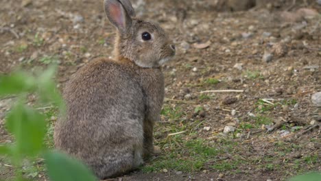 One-cute-brown-bunny-sitting-on-soil-and-smelling-for-food-on-a-farm-in-Sweden