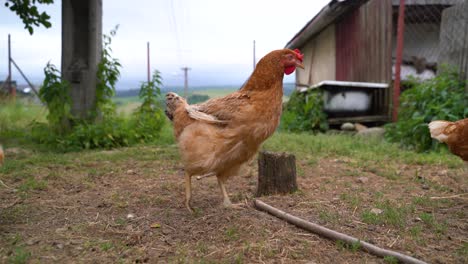 Brown-chickens-roaming-freely-in-rural-countryside-farm-setting