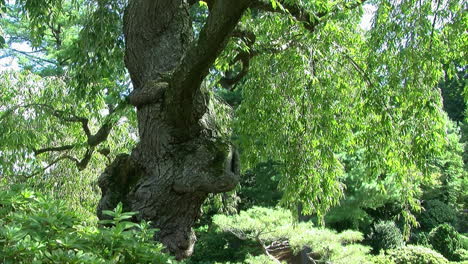 Knorriger-Stamm-Eines-Weinenden-Kirschbaums-In-Einem-Japanischen-Garten