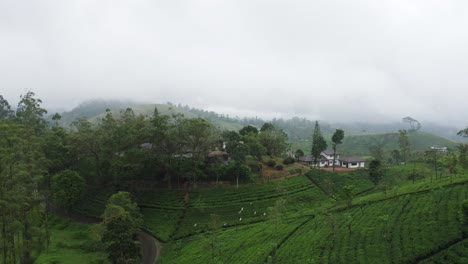 Tea-plantation-in-Sri-Lanka-with-colonial-farm-in-green-hills-with-mist