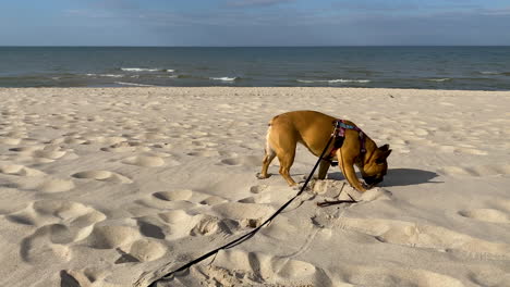 Französische-Bulldogge-An-Der-Leine-Spielen-Und-Beißen-Holzstock-Auf-Strandsand