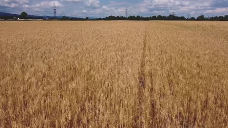Slow-drone-flight-over-wheat-field-very-close-to-the-ground-with-blue-cloudy-sky