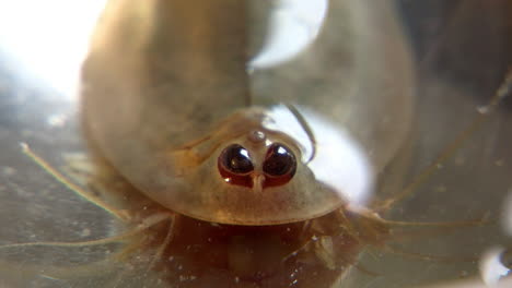 Macro-shot-of-tadpole-shrimp--facing-head-on