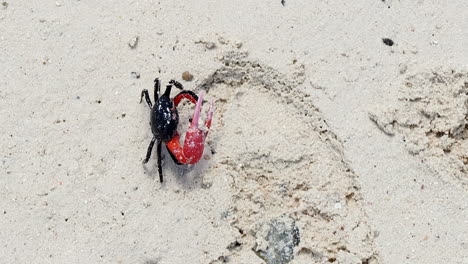 Red-and-black-fiddler-crab-gently-crawling-and-exploring-on-the-sand