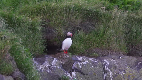 Medium-shot-of-wild-puffin-standing-on-rock-and-flying-away