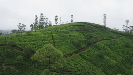 Teeplantage-Von-Hatton-In-Sri-Lanka-An-Nebligen-Tagen-Mit-Pflückern