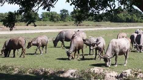 4K-Herd-of-Thai-Buffalo-Under-a-Tree-in-a-Field-Grazing-on-Grass-on-a-Hot-Summers-Day-in-Thaland