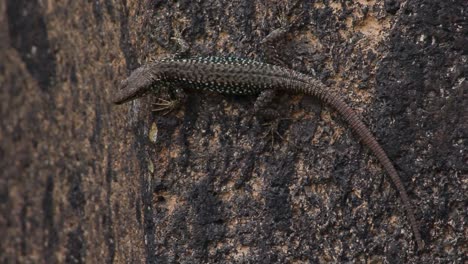 Wall-lizard-with-brownish-scales-on-dark-stone-background-full-body,-close-up